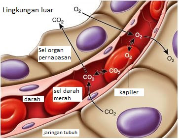 Pertukaran oksigen dan karbondioksida terjadi melalui proses difusi. difusi merupakan proses pertukaran zat yang berwujud
